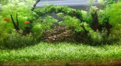 Produktbild von Mühlan -  Bonsai-Nadelsimse / Eleocharis sp. 'mini' von Mühlan Wasserpfanzen
