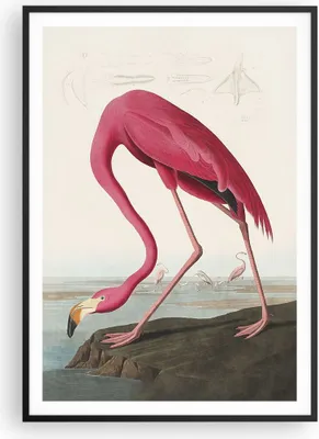 Produktbild von Gerahmtes Poster - Schwarzer Rahmen - Flamingo Vogel Exotik - 70x100 cm - Wand Bild - Wanddeko - Wandbilder - Kunstposter - Wandposter - Bilderrahmen - Bilder - Kunstdruck - P2BPA70x100-5137