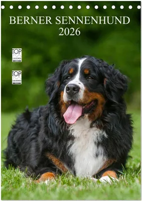 Produktbild von Berner Sennenhund 2026 (Tischkalender 2026 DIN A5 hoch), CALVENDO Monatskalender