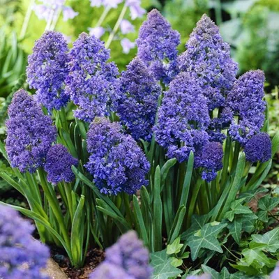 Obrázok produktu pre Muscari Kvetinové cibuľky Cibuľky Kvety Grape Hyacinth Fantasy Creation 10 ks.