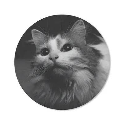 Produktbild von MuchoWow® Mauspad Mousepad Tierprofil Katze in schwarz und weiß 50x50 cm - Mousepads - Maus Mat - Pad - Mausunterlage - Vinyl