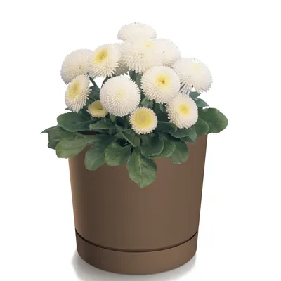 A potted plant with white flowers and green leaves in a brown pot.