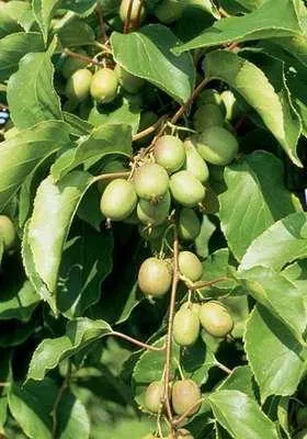 Productafbeelding van Actinidia arguta 'Geneva' (struik) - Kiwi-bessenstruik 'Geneva' | 50-60 cm in pot