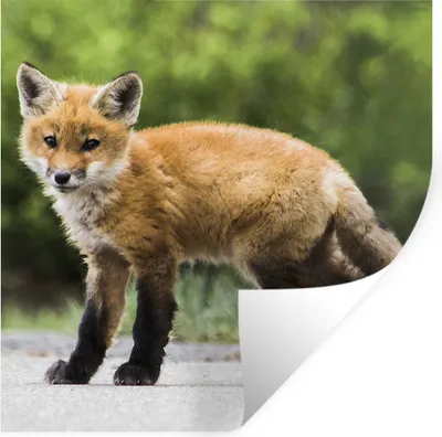 Produktbild von MuchoWow® Wandtattoo Wandsticker Wandaufkleber Fuchs - Welpe - Straße 100x100 cm Selbstklebend und Repositionierbar - Wierderverwendbar - Selbstklebend