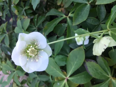 Zdjęcie produktu dla 6 x Helleborus or. Pretty Ellen White - ciemiernik - doniczka 9 x 9 cm