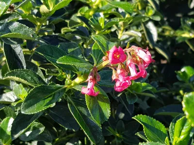 Image de Escallonia rubra Var. Macrantha / Escallonia à grandes fleurs rose vif