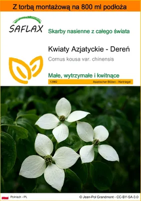 Zdjęcie produktu dla SAFLAX - Garden in the bag - Kwiaty Azjatyckie - Dereń - 30 Nasiona - Z podłożem uprawowym w praktycznej, samorozkładającej się torbie - Cornus kousa var. chinensis