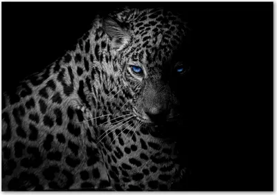 Produktbild von Tulup® Leinwandbild - 100x70 cm - Wandkunst - Drucke auf Leinwand - Leinwanddruck  - Tiere - Schwarzweiß - Leopard