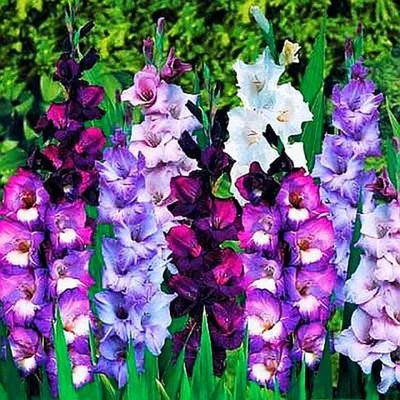 Produktbild von Gladiole Gladiolus Schwertblume Sommerblühende Siegwurze Violett-Farben 10 St.