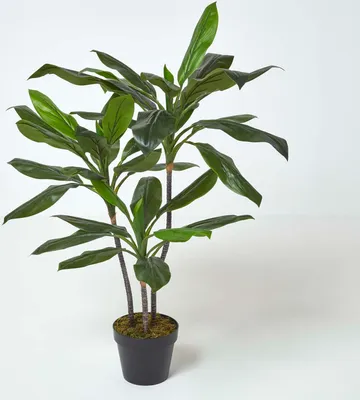 Produktbild von HOMESCAPES Cordyline Fruticosa Kunstpflanze im Topf - 100 cm