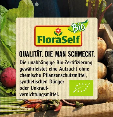 Obrázek produktu pro Citronečník trojlistýFloraSelfPoncirus trifoliata květináč 3 l keř