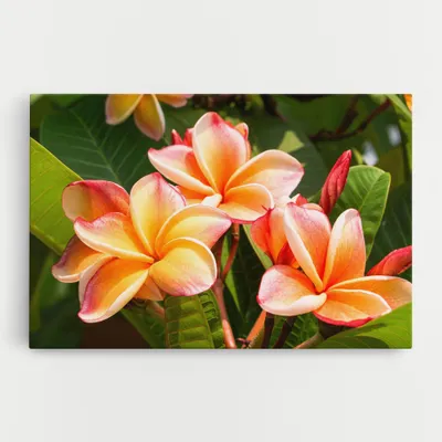 Produktbild von ARTHUB® Leinwandbild 80x120 cm, Pretty Plumeria | Wohnzimmerdekoration, Hängende Bilder, Wanddekoration, Heimdekoration, Blumen, Exotische Blumen