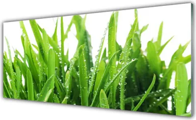 Produktbild von Acrylglasbilder 125x50 Wandbild Druck Grase Pflanzen