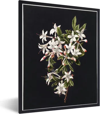 Produktbild von MuchoWow® Gerahmtes Poster Lilie - Stilleben - Weiß 60x80 cm - Poster mit Schwarzem Bilderrahmen Wandposter Rahmen Foto Bilder - Premium - Wanddeko Wohnzimmer