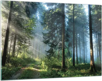 Produktbild von Bilder auf glas - Einteilig - Wald Dämmerung die Sonne - 120x80cm - Glasbilder - Wandbilder - Bilder - zum Aufhängen bereit - Wanddekoration aus Glas - Glas Bilder - Wandbild auf Glas - GAA120x80-4398