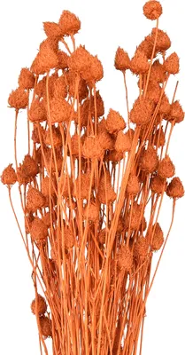 Produktbild von Trockenblumen Orange Erdbeerdistel Trockendistel Dekoblumen 100g