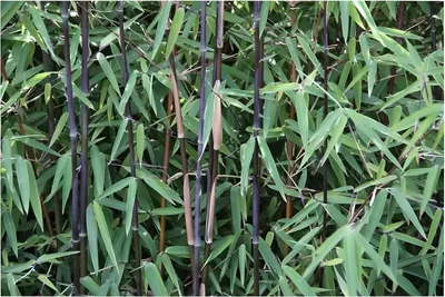 Produktbild von Stauden Gänge 1 x Fargesia nitida 'Black Pearl' im C2 Topf -Schwarzer Bambus -Kompakt, winterhart und absolut blickdicht - macht keine Wurzelausläufer