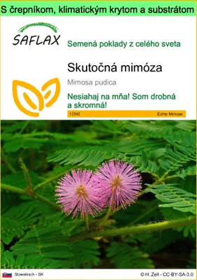 Obrázok produktu pre SAFLAX Garden to go - Skutočná mimóza - Mimosa pudica - 70 Semená - S črepníkom, klimatickým vekom a pestovateľským substrátom