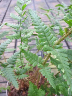 Produktbild von Dryopteris affinis Pinderi - Schmaler Goldschuppenfarn - Farne