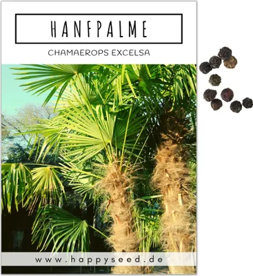 Produktbild von Hanfpalme Samen (Chamaerops excelsa) - Exotische Palme ideal geeignet als Kübelpflanze Indoor und Outdoor