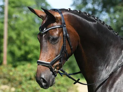 Produktbild von Trense Modena schwarz/weiß Warmblut