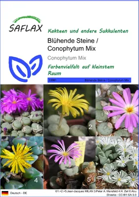 Produktbild von SAFLAX - Sukkulenten - Blühende Steine / Conophytum Mix - 40 Samen - Conophytum Mix