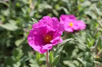 Obrázek produktu pro Cistus pulverulentus 'Sunset' - Cistus 20- 25 cm Kontejner