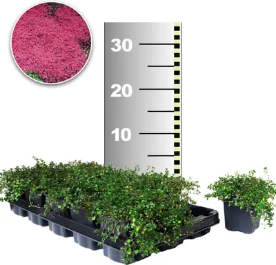 Produktbild von BALDUR Garten Winterhart Bodendecker-Thymian, 50 Pflanzen Thymus, Sandthymian, wir empfehlen 4-5 Pflanzen auf 1 qm, winterharte Polsterstaude, trockenresistent, mehrjährig, bienenfreundlich, blühend