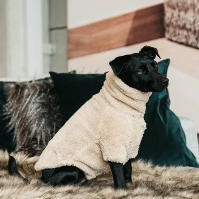 Immagine prodotto di Kentucky Dogwear Maglione per cani Teddy Fleece Beige S