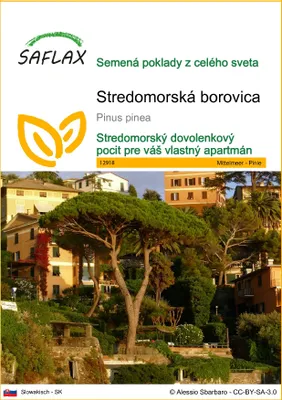 Produktbild von SAFLAX - Stredomorská borovica - Pinus pinea - 6 Semená