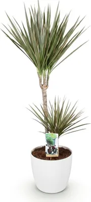 Zdjęcie produktu dla Dracaena Marginata Bicolor – drzewko smocze, średnica 21 cm, wysokość 90 cm, roślina doniczkowa z doniczką