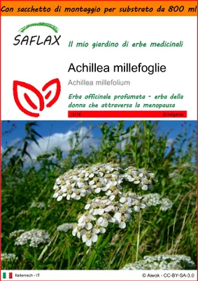 Immagine prodotto di SAFLAX Garden in the bag - Achillea millefoglie - 200 semi - Achillea