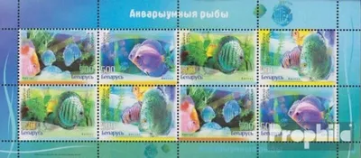Produktbild von Briefmarken Weißrussland 2006 Mi 651-654 Kleinbogen (kompl.Ausg.) postfrisch Diskusfische