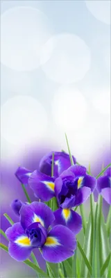 Produktbild von Wallario selbstklebendes Poster - Abstrakte blaue Schwertlilien in Nahaufnahme, Größe: 50 x 125 cm