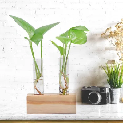 Produktbild von Pflanze Glasröhre,Kristall Reagenzglas,Glas Reagenzglas,Hydroponische Pflanze Vase,Desktop Pflanze Terrarium,Home Decor Glasvase
