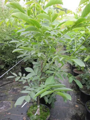 Produktbild von Juglans regia Franquette - Gemeine Walnuß Franquette - 100-125