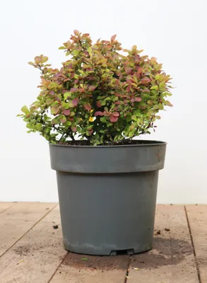 Produktbild von Berberis thunbergii 'Admiration', Blutberberitze, rot-gelb, 20–25 cm
