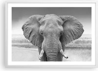 Produktbild von Gerahmtes Poster - Weißer Rahmen - Elefant Afrika Tier - 70x50 cm - Wand Bild - Wanddeko - Wandbilder - Kunstposter - Wandposter - Bilderrahmen - Bilder - Kunstdruck - Wanddekoration - P2WAA70x50-5072
