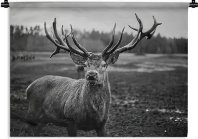 Produktbild von MuchoWow® Wandteppich Wandbehang Tiere - Hirsch - Geweih - Schwarz und weiß - Natur 90x67.5 cm Tapisserie Dekoration Wandtuch - Fototeppich - Wand-Skulpturen