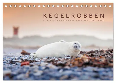 Produktbild von Kegelrobben - Die Kegelrobben von Helgoland (Tischkalender 2027 DIN A5 quer), CALVENDO Monatskalender
