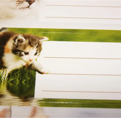 Produktbild von 12 etichette per la scuola - rettangolo - foto di gattini