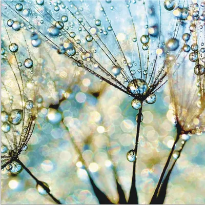 Produktbild von ARTland Wandbild Alu für Innen & Outdoor Pusteblume Blaue Diamanten Größe: 40x40 cm