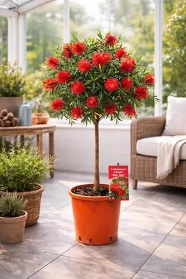 Image de Callistemon « Masotti Mini Red » env. 120 cm – Callistemon / « brosse à bouteilles » – plante en pot à feuillage persistant avec des fleurs rouges, plante de terrasse méditerranéenne