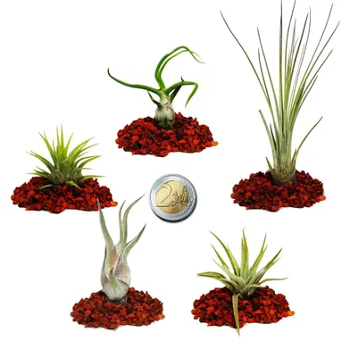 Produktbild von 5 verschiedene Mini-Tillandsien – extra klein