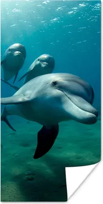 Produktbild von MuchoWow® Poster Wasser - Delphin - Blau 20x40 cm - Plakat - Foto