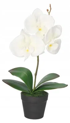 Obrázok produktu pre Umelá Orchidea V Korytnáči