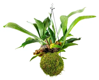 Obrázok produktu pre Gardners Kokedama Platycerium (L)