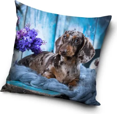 Immagine prodotto di Fodera per cuscino cane 40x40 cm