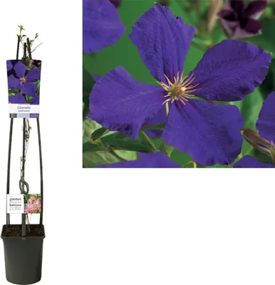 Produktbild von Waldrebe Clematis Jackmanii 30 cm Kletterpflanze