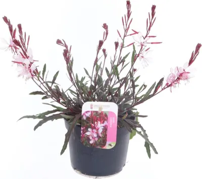 Zdjęcie produktu dla Gaura lindheimeri 'Gaudi Light Pink' w doniczce 1,5 l - Drobna, piękna świeca na rabaty, balkony i do wanien, bylina, przyjazna pszczołom